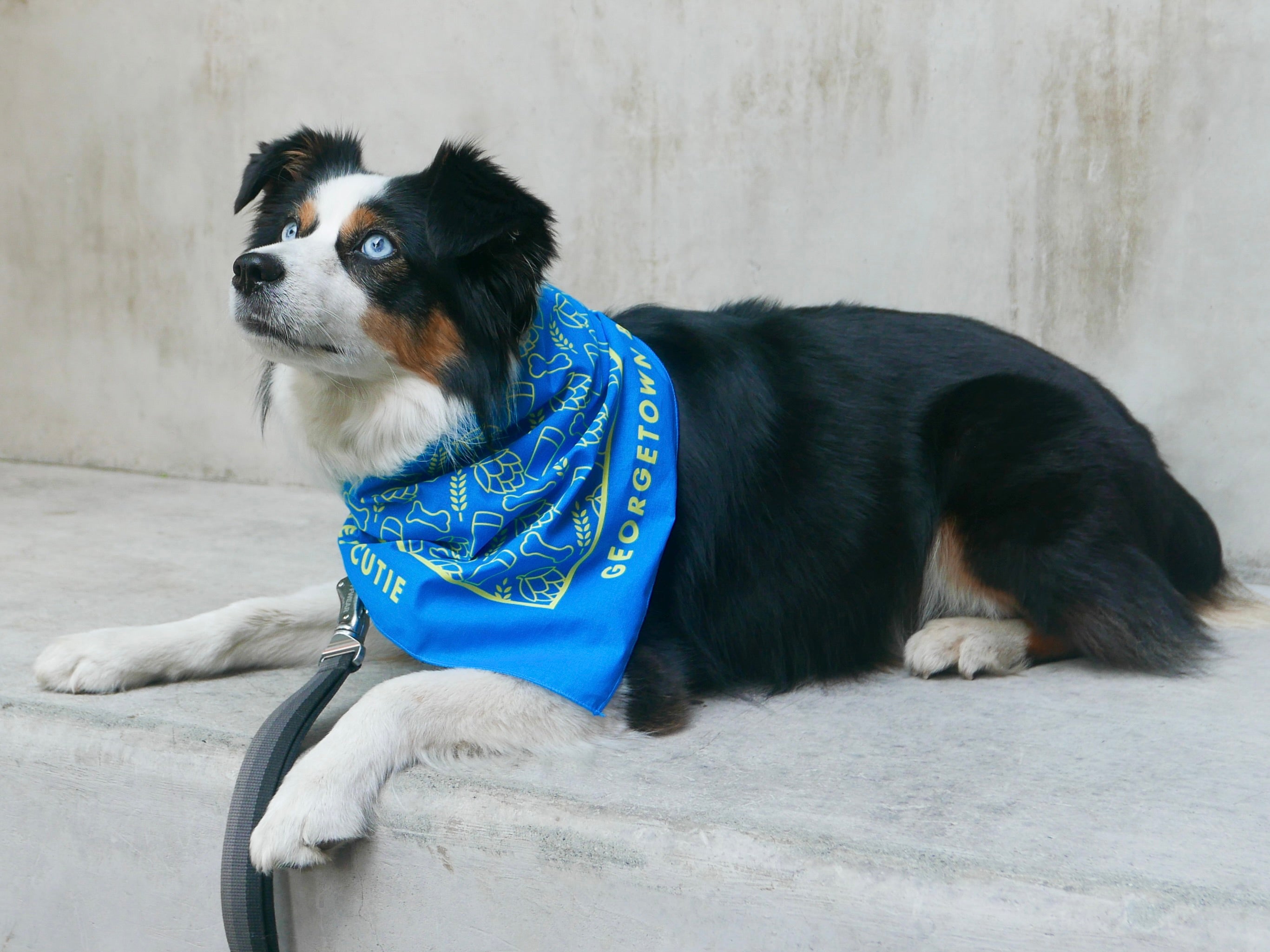 Dog wearing a blue bandana with text, sitting on a concrete surface.