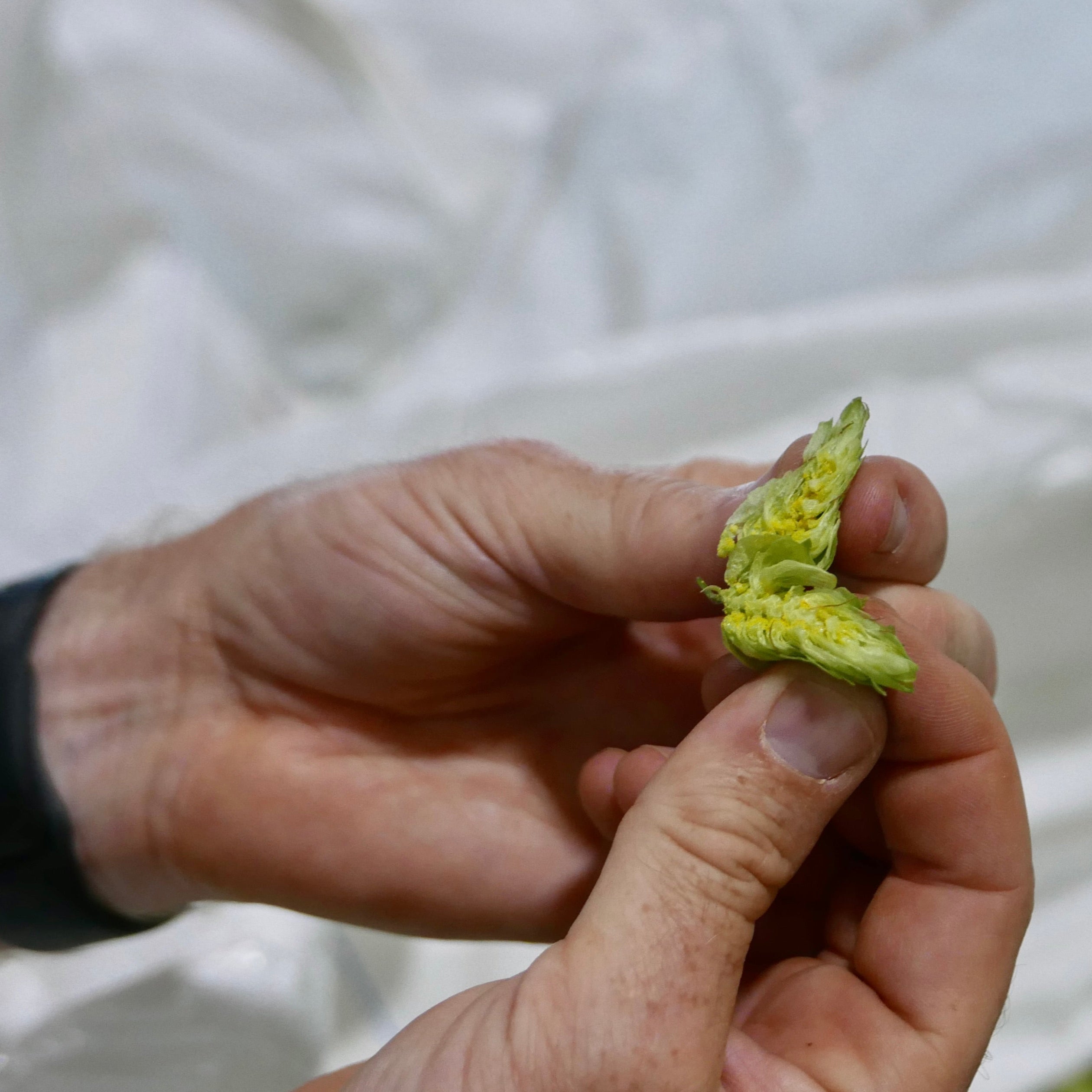 a pair of hands inspects a fresh hop cone that has been torn in half