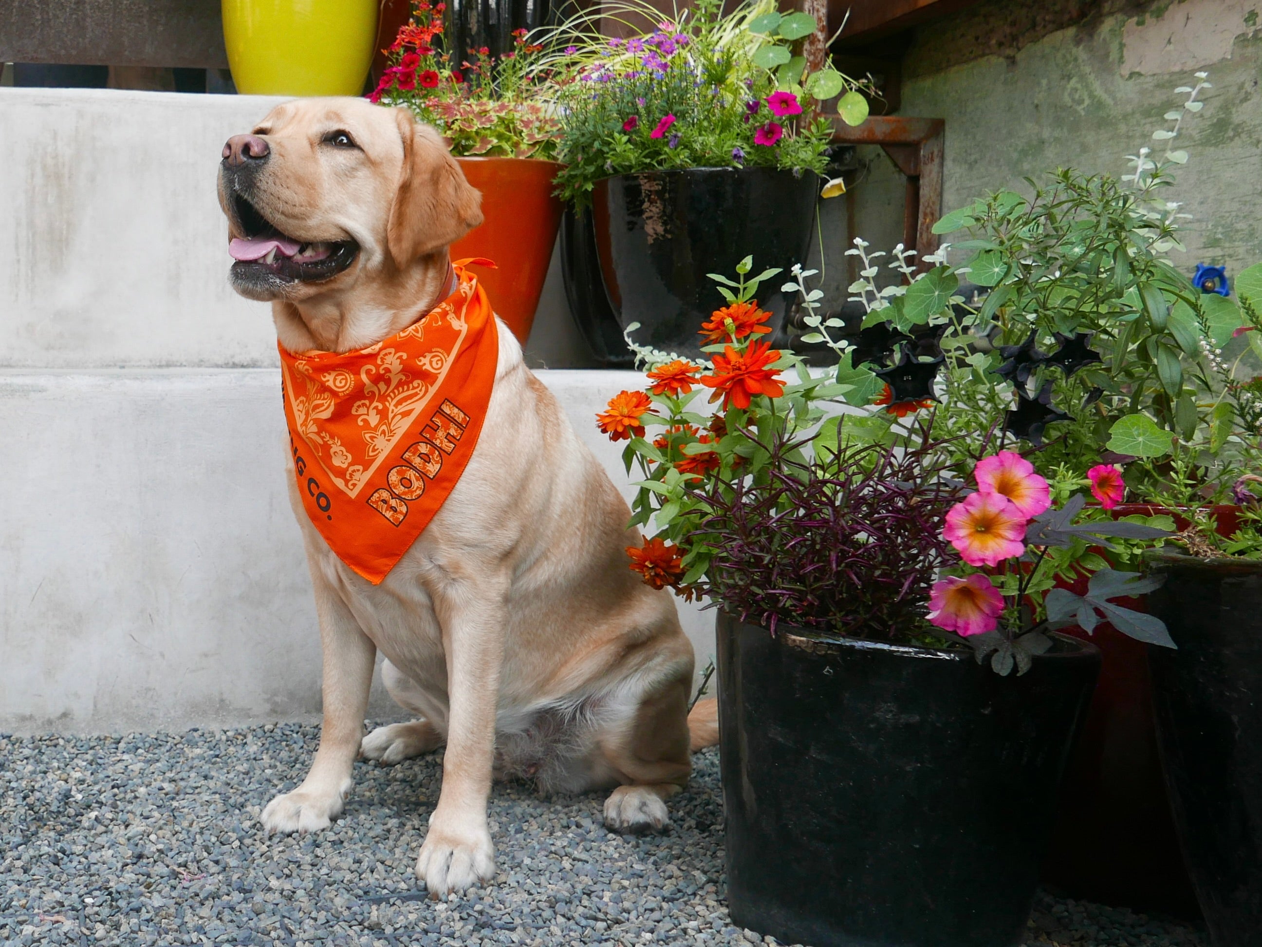 Dog wearing an orange bandana sitting among potted plants.
